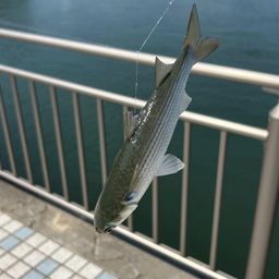 ボラ