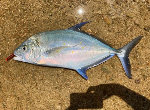 ナンヨウカイワリの釣果
