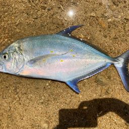 ナンヨウカイワリ