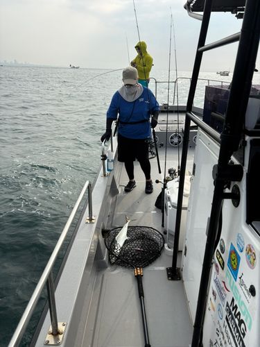 サゴシの釣果