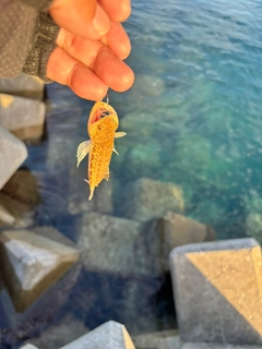 エソの釣果