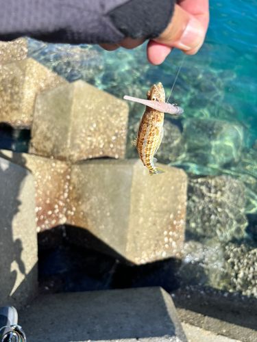 エソの釣果