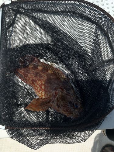 アラカブの釣果