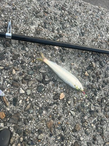 サッパの釣果