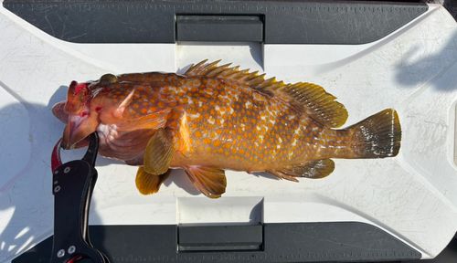 キジハタの釣果