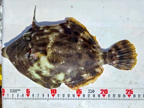 カワハギの釣果