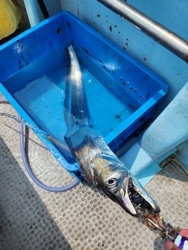 タチウオの釣果