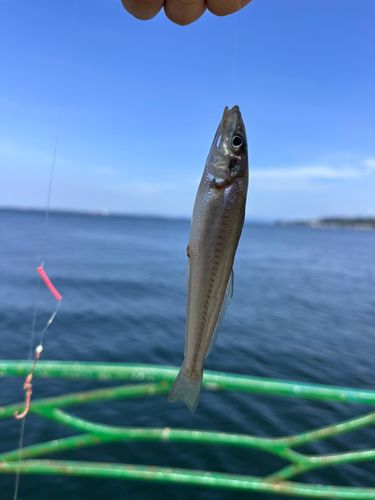シロギスの釣果