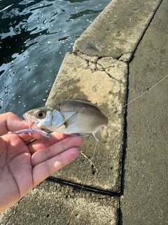 メッキの釣果