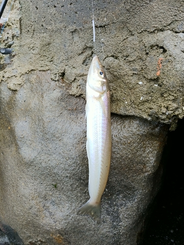 シロギスの釣果