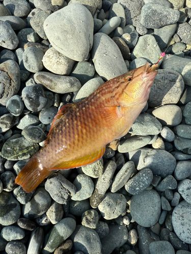ホシササノハベラの釣果