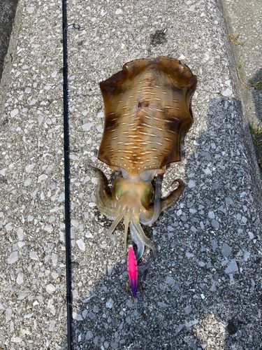 アオリイカの釣果