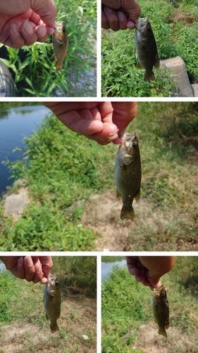 スモールマウスバスの釣果