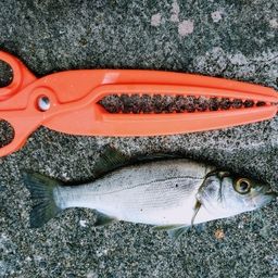 セイゴ（タイリクスズキ）