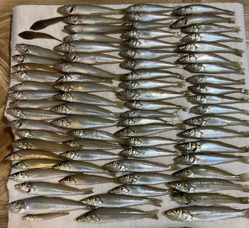 シロギスの釣果
