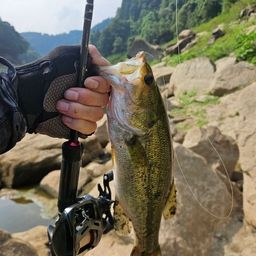 ブラックバス