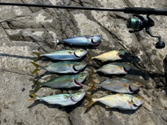 マルソウダの釣果