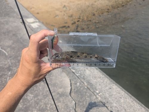 マハゼの釣果