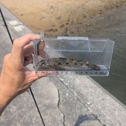 マハゼ