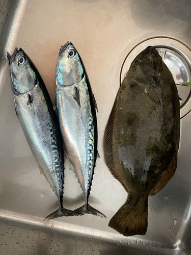 ヒラメの釣果
