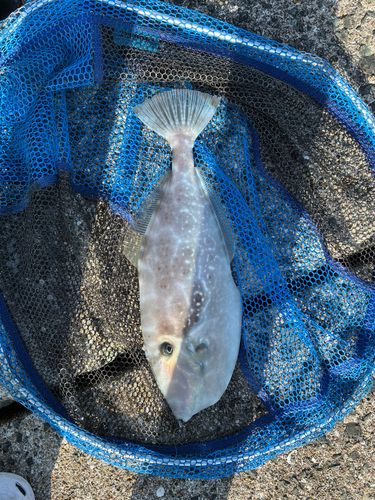 ウスバハギの釣果