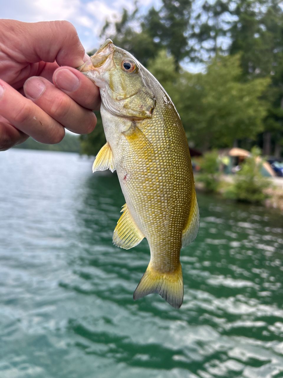 スモールマウスバス