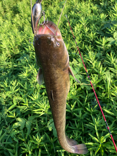 ナマズの釣果