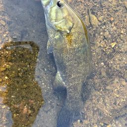 スモールマウスバス