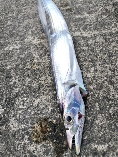 タチウオの釣果