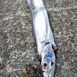 タチウオ