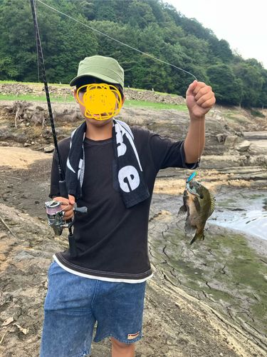 ブルーギルの釣果