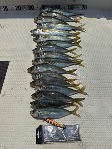 アジの釣果