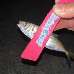 アジ