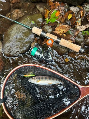 ヤマメの釣果