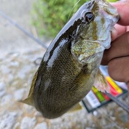 スモールマウスバス