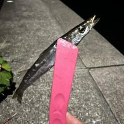 カマス