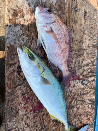 ツバスの釣果