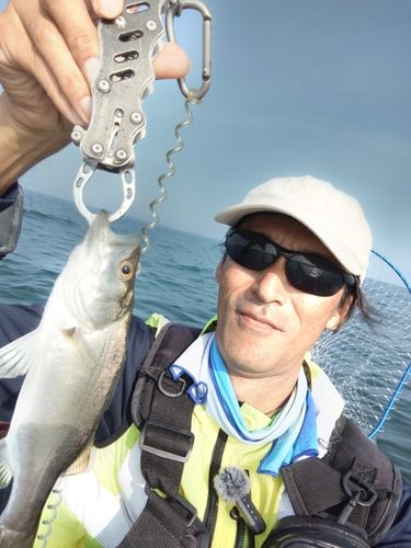 スズキの釣果