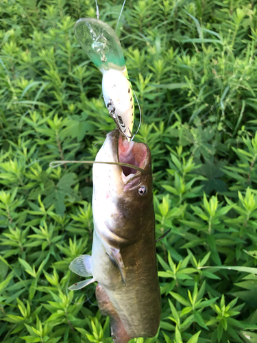 ナマズの釣果