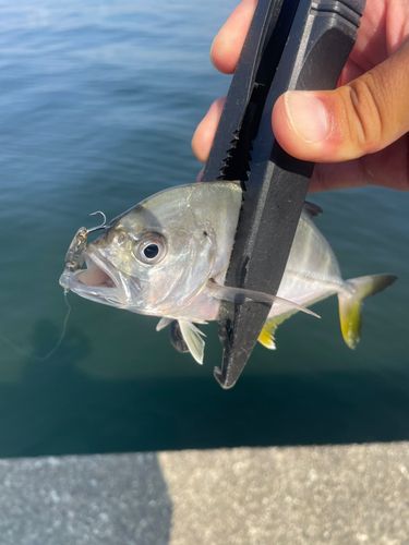 メッキの釣果