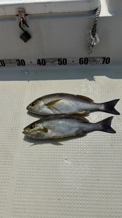 イサキの釣果