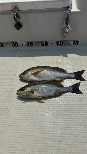 イサキの釣果