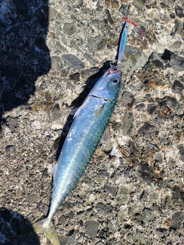 サバの釣果