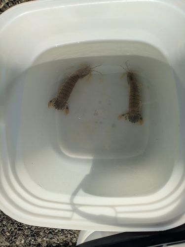 シャコの釣果