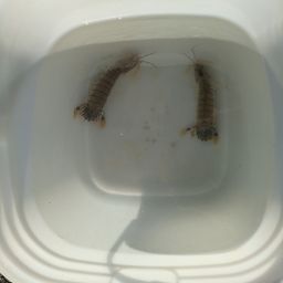 シャコ