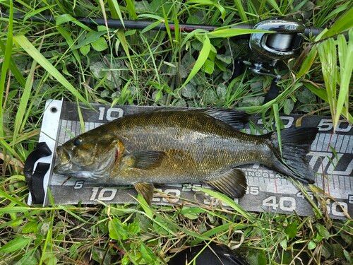 スモールマウスバスの釣果