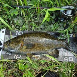 スモールマウスバス