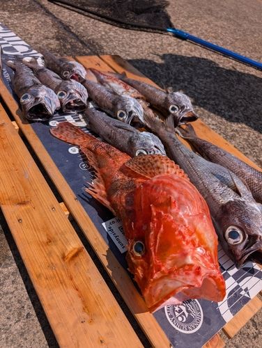 イズカサゴの釣果