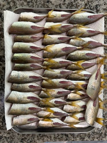 マアジの釣果