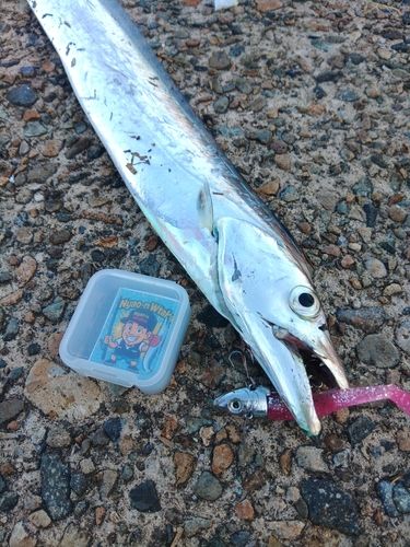 タチウオの釣果